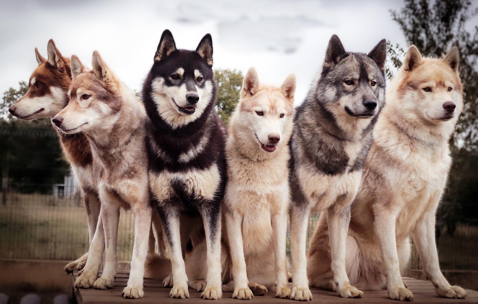 huskies