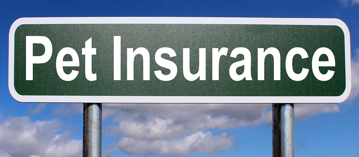 pet insurance